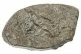 Cut Chondrite Meteorite ( g) Section - Unclassified NWA #265883-1